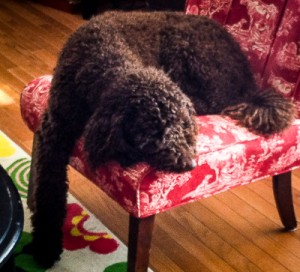 dog-sleeping-on-chair